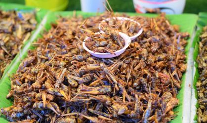foto de grilos fritos vendidos a granel
