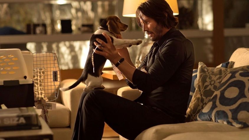 Cachorrinha Daisy (representada, no filme, pelo beagle macho Andy) / Enciclopédia John Wick/Fandom