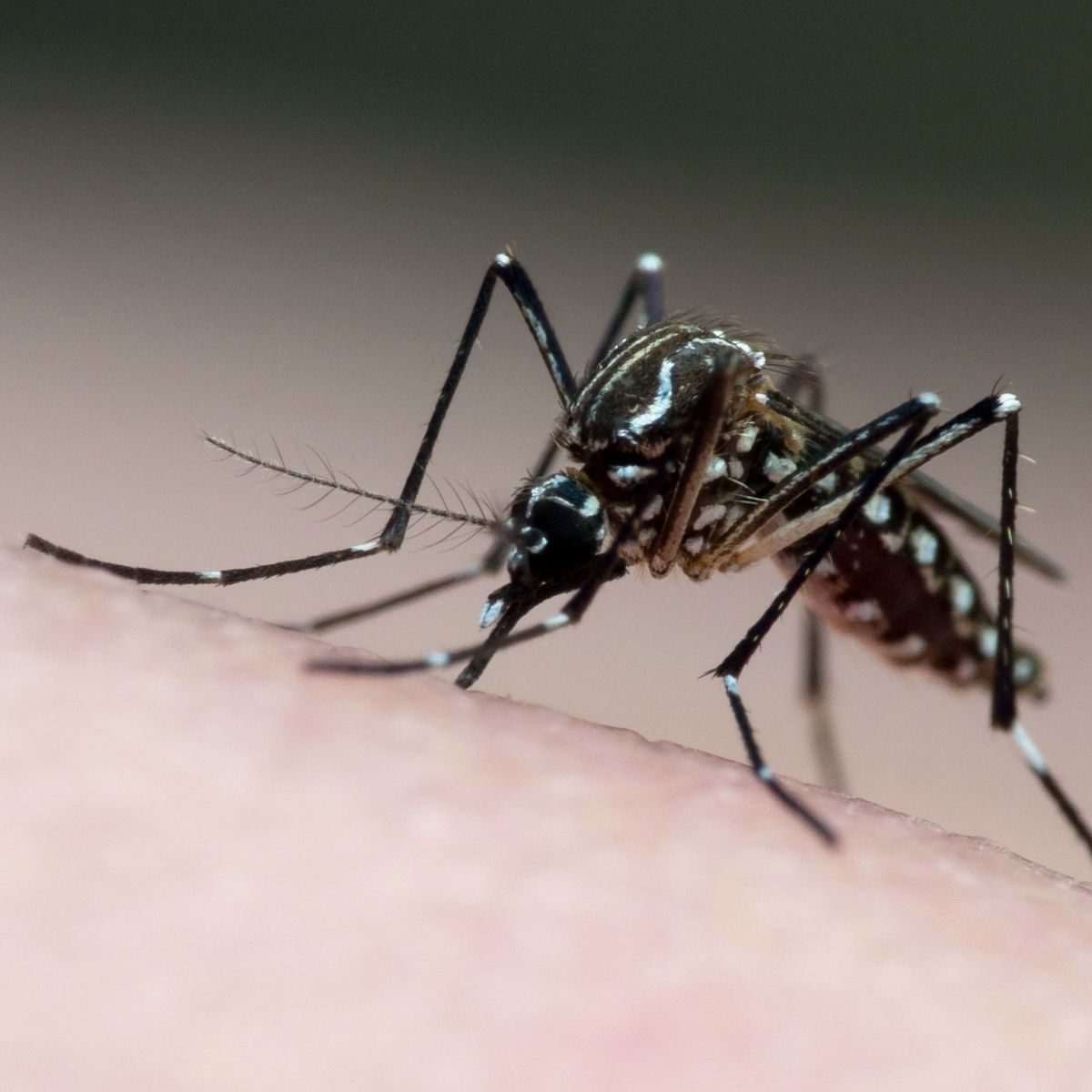 &Eacute; dengue ou Covid? Veja diferen&ccedil;as entre os sintomas das doen&ccedil;as | CNN  Brasil