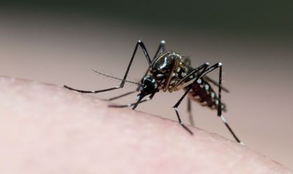 Ressurgimento do sorotipo 3 da dengue pode agravar surtos no Brasil