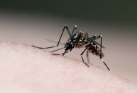 Terceira morte por dengue é confirmada na Bahia