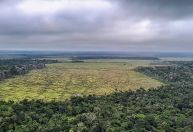 Desmatamento na Amazônia cai 60% em janeiro deste ano