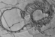 Cientistas descobrem fóssil de 