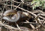 Nova espécie de cobra gigante é descoberta na Amazônia