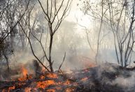Roraima tem 22% dos focos de queimada de todo o país