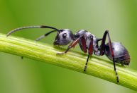Estudo desvenda como formigas protegem zebras de leões na África