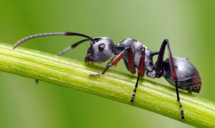 Silver ant on stem