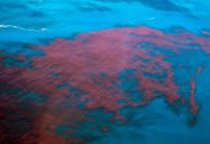 Alagoas e PE têm mais de 400 casos de intoxicação da maré vermelha