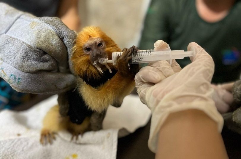 Em ação conjunta, Ibama e PF repatriam animais silvestre encontrados na África . Micos-leões dourados e araras-azuis foram localizados / Ascom/IBM
