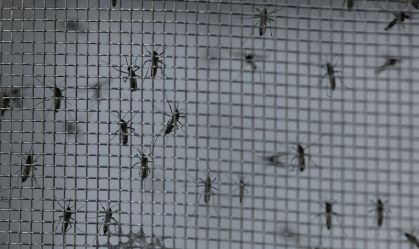 Empresa britânica aposta em mosquitos transgênicos para combater dengue no Brasil
