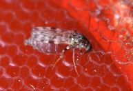 Febre oropouche: o que ainda falta saber sobre a doença?
