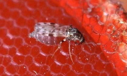 Febre oropouche: o que ainda falta saber sobre a doença?