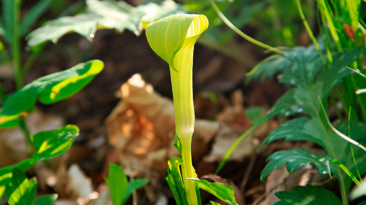 planta-arisaema