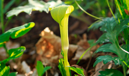 planta-arisaema