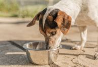 Mais de 90% dos pets não têm plano de saúde no Brasil, diz pesquisa Quaest