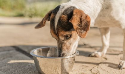 Cachorros e gatos só poderão ser vendidos após 4 meses de vida em SP; entenda a nova lei