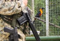 Mais de 40 animais silvestres são resgatados em Vargem Grande, no Rio