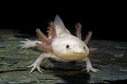 Axolote
