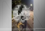 Cachorro protege bebê de 1 ano que fugiu de casa em Belém, no Pará