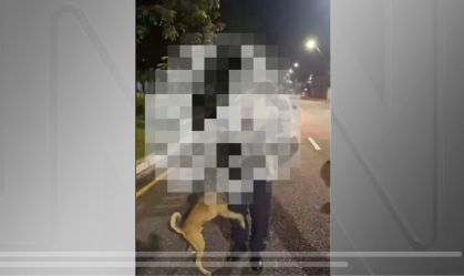 Cachorro protege bebê de 1 ano que fugiu de casa em Belém, no Pará