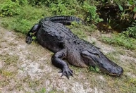 Casal flagra crocodilo gigante durante caminhada na Flórida; veja o registro 