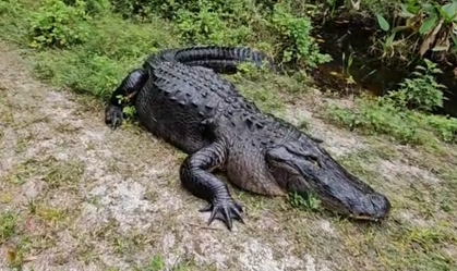 Casal flagra crocodilo gigante durante caminhada na Flórida; veja o registro 