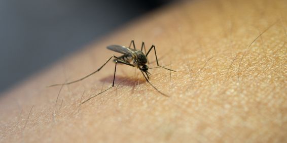 Brasil chegou a 6 milhões de casos de dengue em 2024