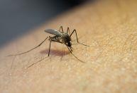 Brasil supera total de casos de dengue de 2023 em menos de três meses