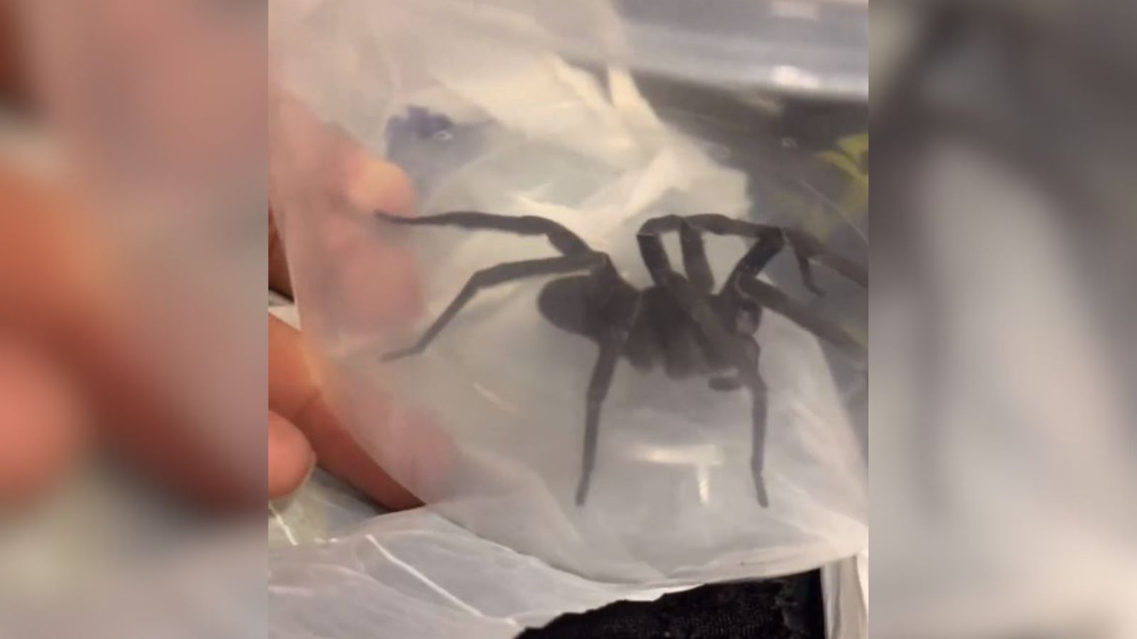 aranha brinquedos MG