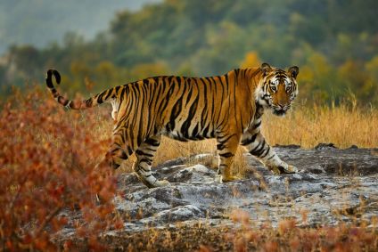 Um grande tigre no Parque Nacional Bandhavgarh, Madhya Pradesh, Índia