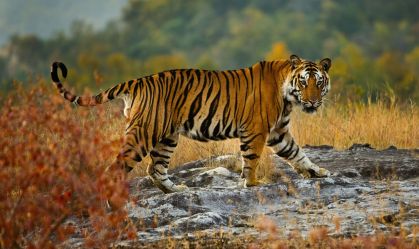 Tigres desaparecidos há mais de 70 anos voltam ao Cazaquistão