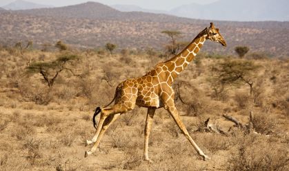 Reticulated Giraffe, Giraffa camelopardalis reticulata, Samburu GR, Kenya, running across savanna