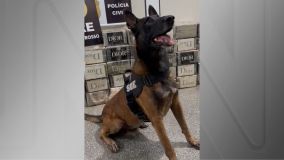 Cão Fúria em apreensão de drogas