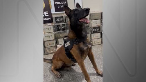 Cão Fúria em apreensão de drogas