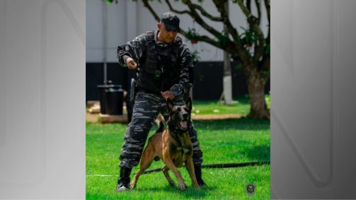 Cão Fúria em apreensão de drogas