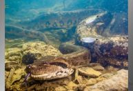 Sucuri gigante exibida em documentários é morta a tiros em Bonito (MS)