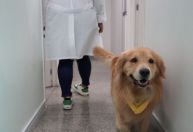 Cão Paçoca estreia ajuda em tratamento de dependentes químicos em São Paulo