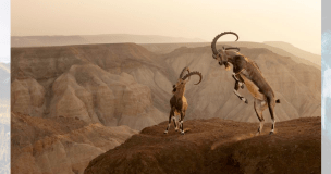 Amit Eshel venceu na categoria de habitat com esta imagem de um íbex núbio na beira de um penhasco no deserto de Negev, em Israel
