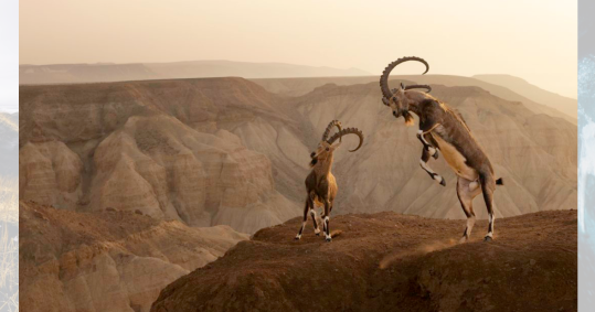 Amit Eshel venceu na categoria de habitat com esta imagem de um íbex núbio na beira de um penhasco no deserto de Negev, em Israel