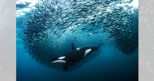 Andy Schmid, da Suíça, levou o ouro na categoria subaquática com esta imagem de uma orca fêmea perseguindo arenque, em Skjervøy, Noruega