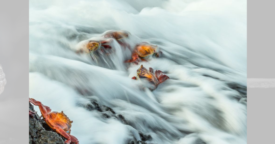 Outra imagem das Ilhas Galápagos mostra caranguejos Sally lightfoot; Ganhou para Bill Klipp a categoria de comportamento de invertebrados
