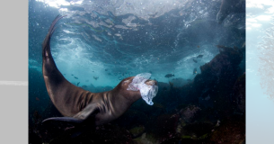 Celia Kujala venceu a categoria fotojornalismo de natureza com esta foto de um filhote de leão-marinho brincando com lixo nas Ilhas Coronado, Baixa Califórnia, México