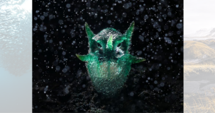 Uma planta incomum chamada Thismia thaithongiana, fotografada no Umphang Wildlife Sanctuary, província de Tak, Tailândia, foi o tema da foto que venceu a categoria plantas e fungos