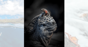 Também fotografado nas Ilhas Galápagos, John Seager, do Reino Unido, conquistou o ouro na categoria de comportamento de anfíbios e répteis com esta imagem, mostrando um lagarto de lava em pé sobre uma iguana marinha