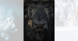 Agora em seu quarto ano, os prêmios receberam milhares de inscrições; esta foto, de um pica-boi de bico amarelo sentado em um búfalo africano, ganhou o prêmio de prata na categoria comportamento das aves