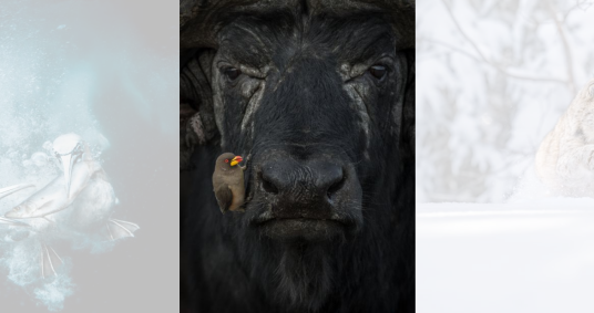 Agora em seu quarto ano, os prêmios receberam milhares de inscrições; esta foto, de um pica-boi de bico amarelo sentado em um búfalo africano, ganhou o prêmio de prata na categoria comportamento das aves
