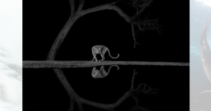 Esta foto de um leopardo perto de um lago no Vale do Rift Oriental, no Quênia, rendeu a Richard Li a categoria preto e branco