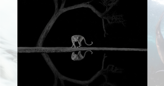 Esta foto de um leopardo perto de um lago no Vale do Rift Oriental, no Quênia, rendeu a Richard Li a categoria preto e branco