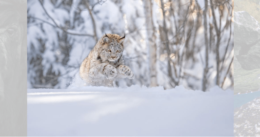 Thomas Vijayan ganhou a prata nessa categoria, capturando um lince canadense atacando na neve