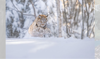 Prêmio Mundial de Fotografia da Natureza 2024: veja imagens da vida selvagem